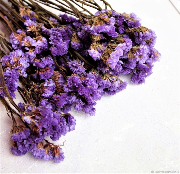 Статица цветы сухоцветы