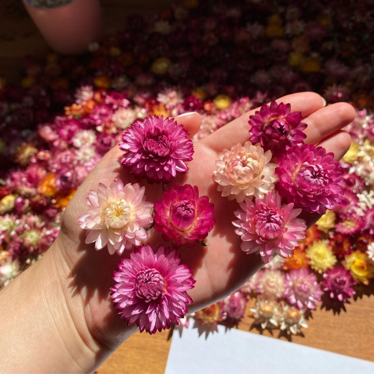 Сухоцветики