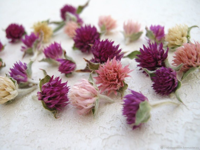 Сухоцветы семена гомфрена