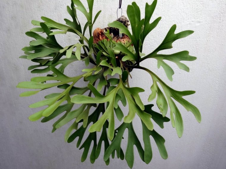 Папоротник Оленьи рога Платицериум