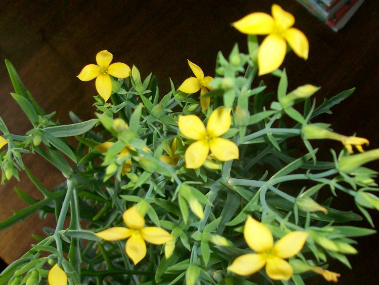 Каланхоэ Лациниата цветет