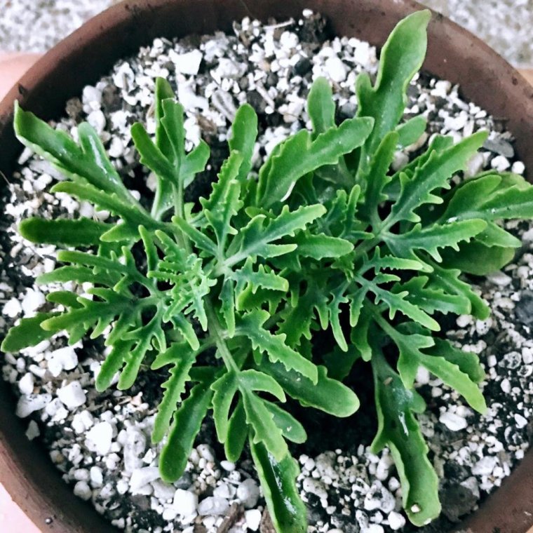 Каланхоэ Лациниата (Оленьи рога)