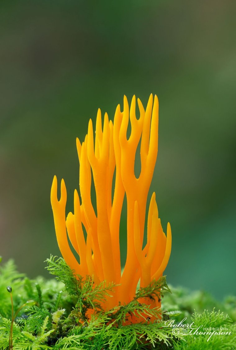 Рожки растение