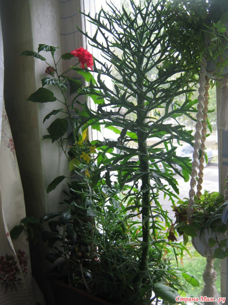 Каланхоэ Оленьи рожки Цветущий