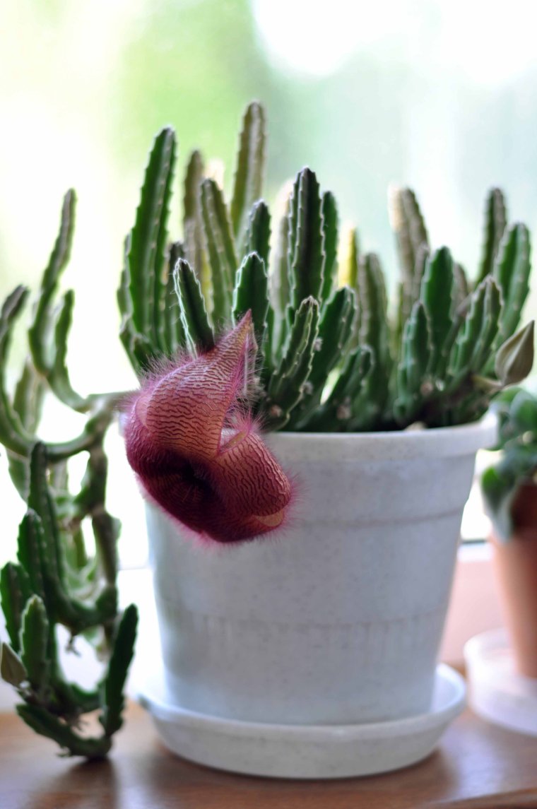 Оленьи рожки цветы комнатные