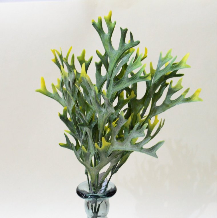 Суккулент Оленьи рога