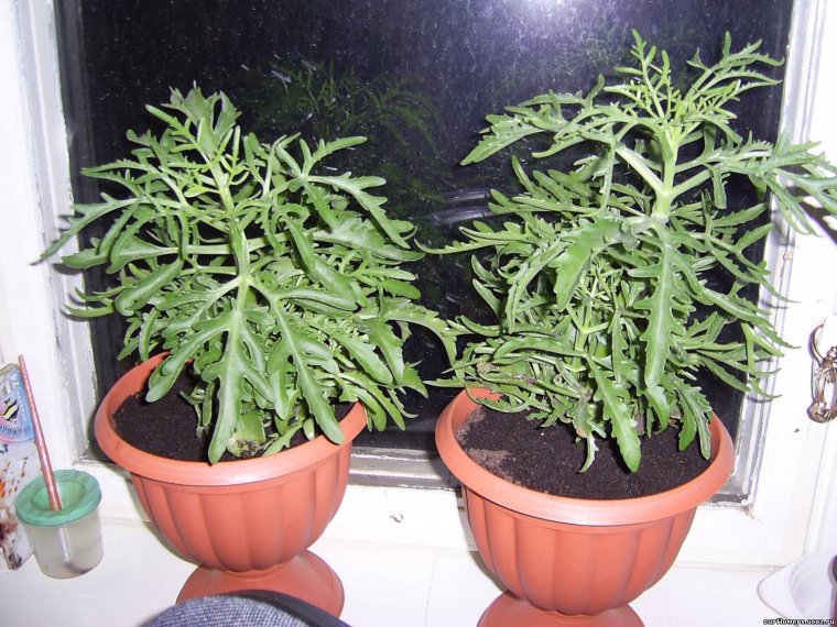 Каланхоэ Оленьи рожки разновидности