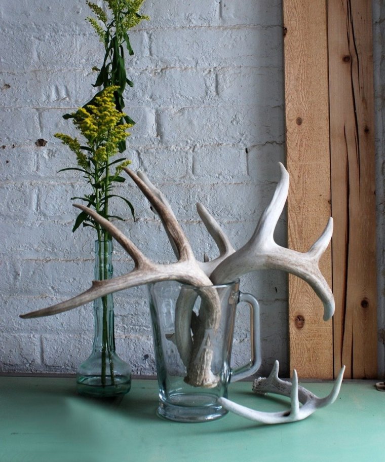 Оленьи рога фикус