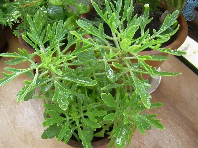 Молочай Оленьи рожки