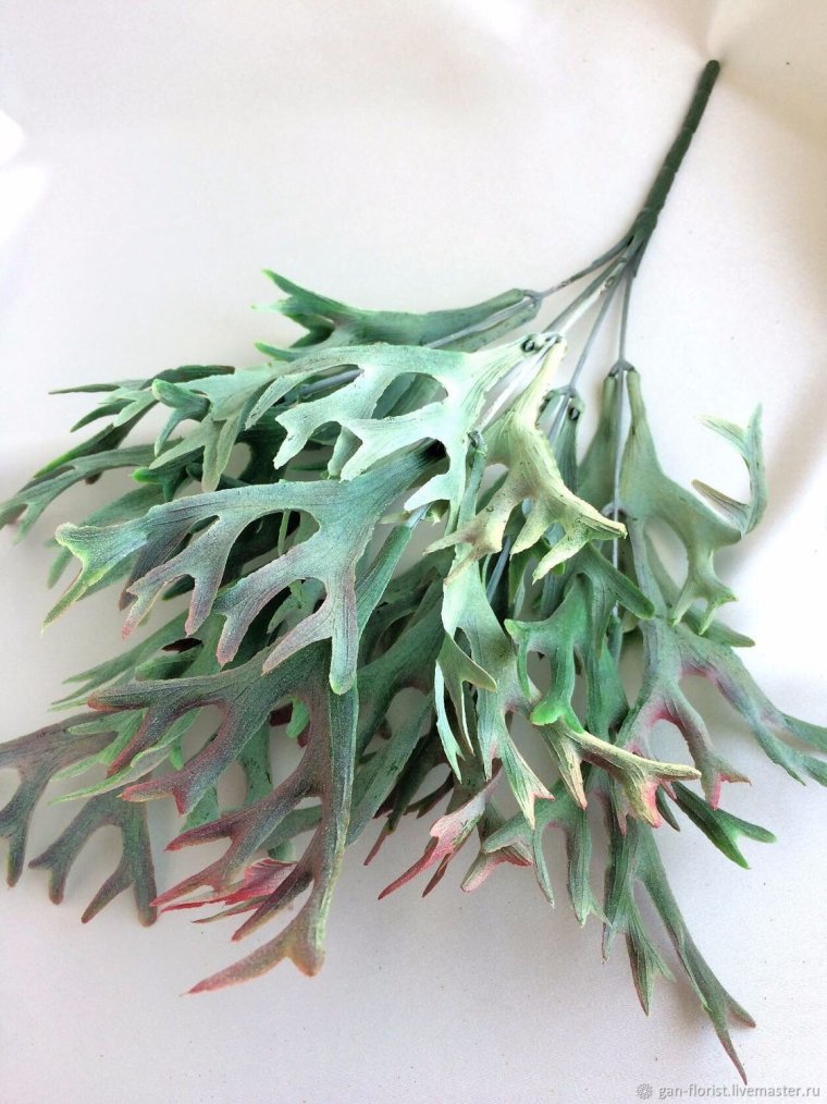 Оленьи рога цветок Платицериум