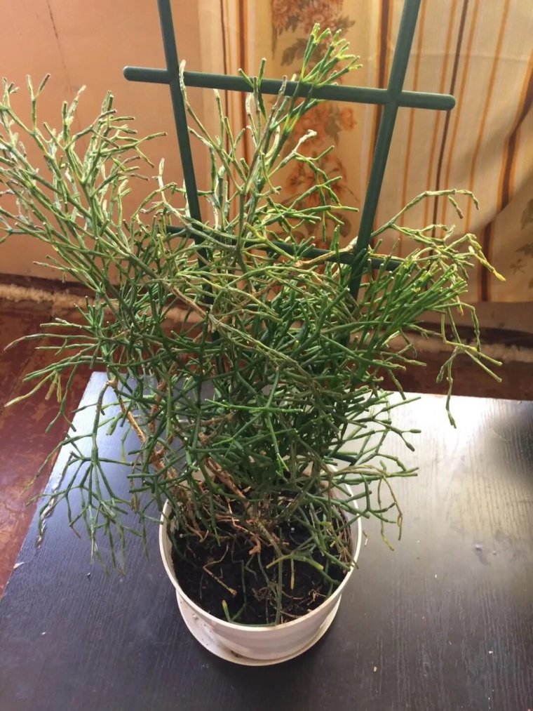 Молочай Оленьи рожки