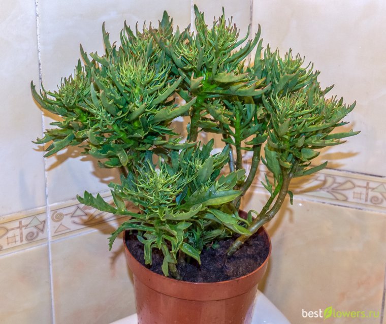 Каланхоэ Лациниата