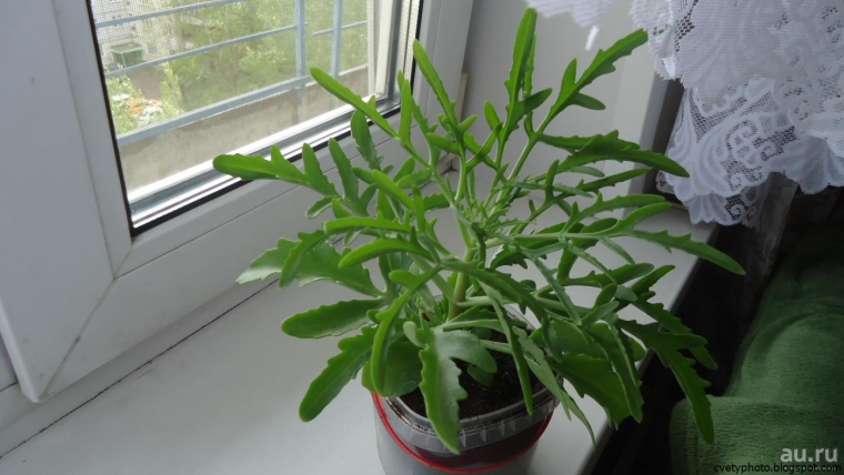 Оленьи рога цветок