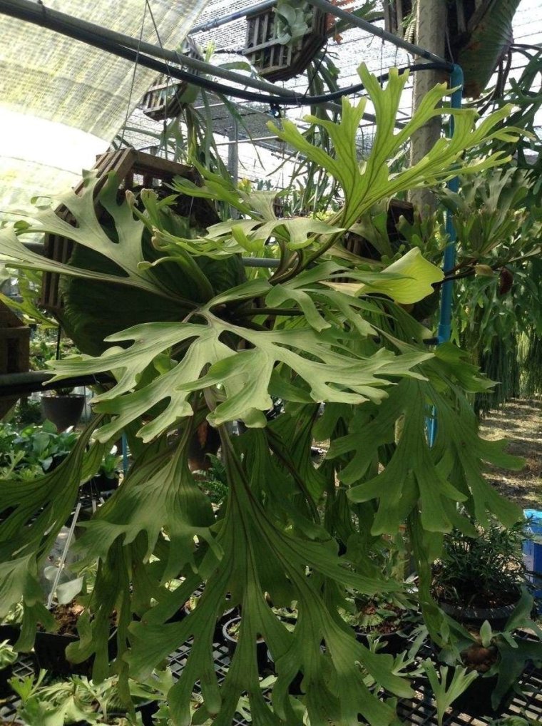 Суккулент Оленьи рожки