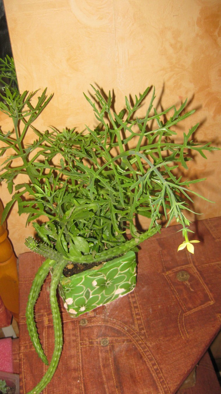 Каланхоэ Оленьи рожки