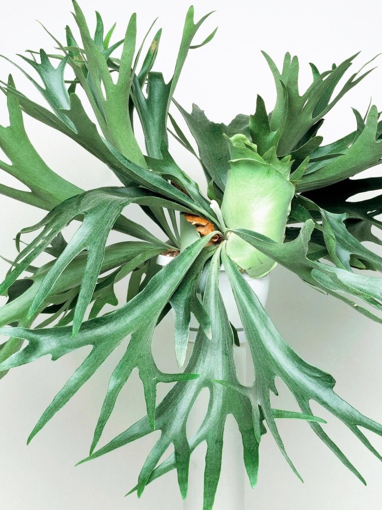 Папоротник Платицериум