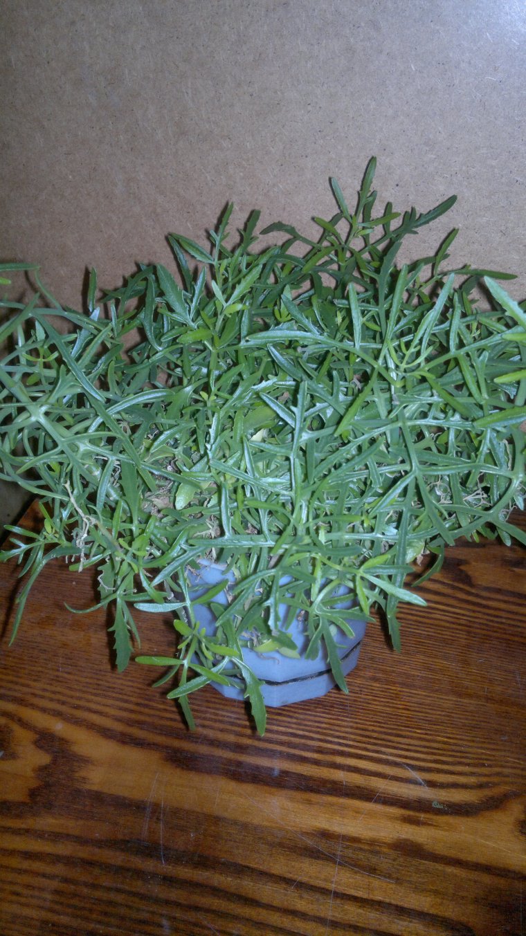 Каланхоэ Лациниата Оленьи