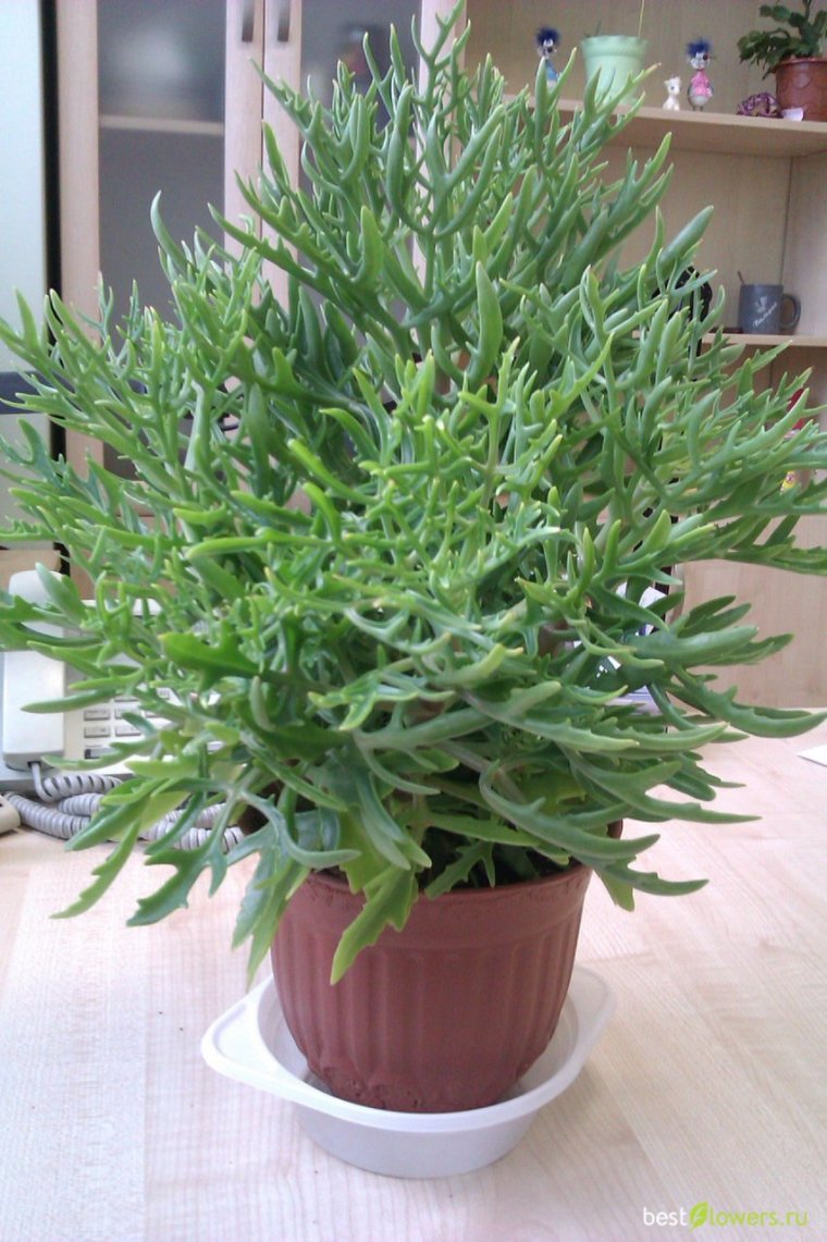 Каланхоэ Лациниата