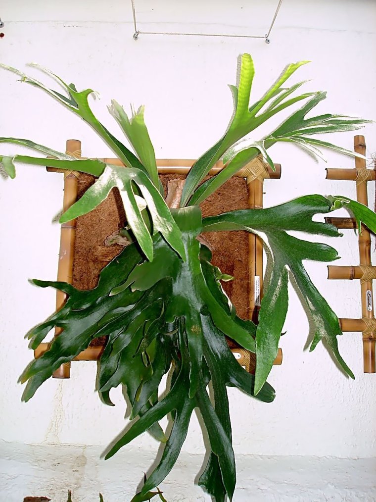 Платицериум хатиора