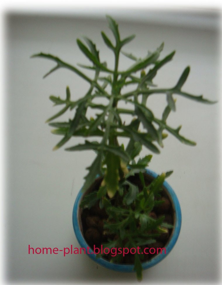 Молочай Оленьи рожки