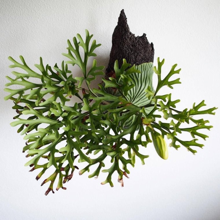 Платицериум Ридли