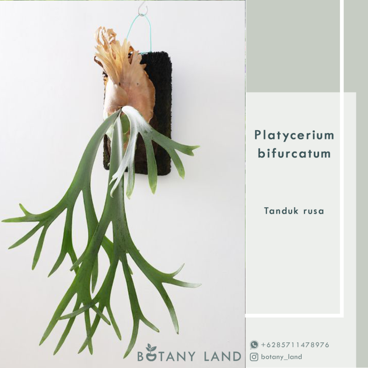 Оленьи рога цветы садовые