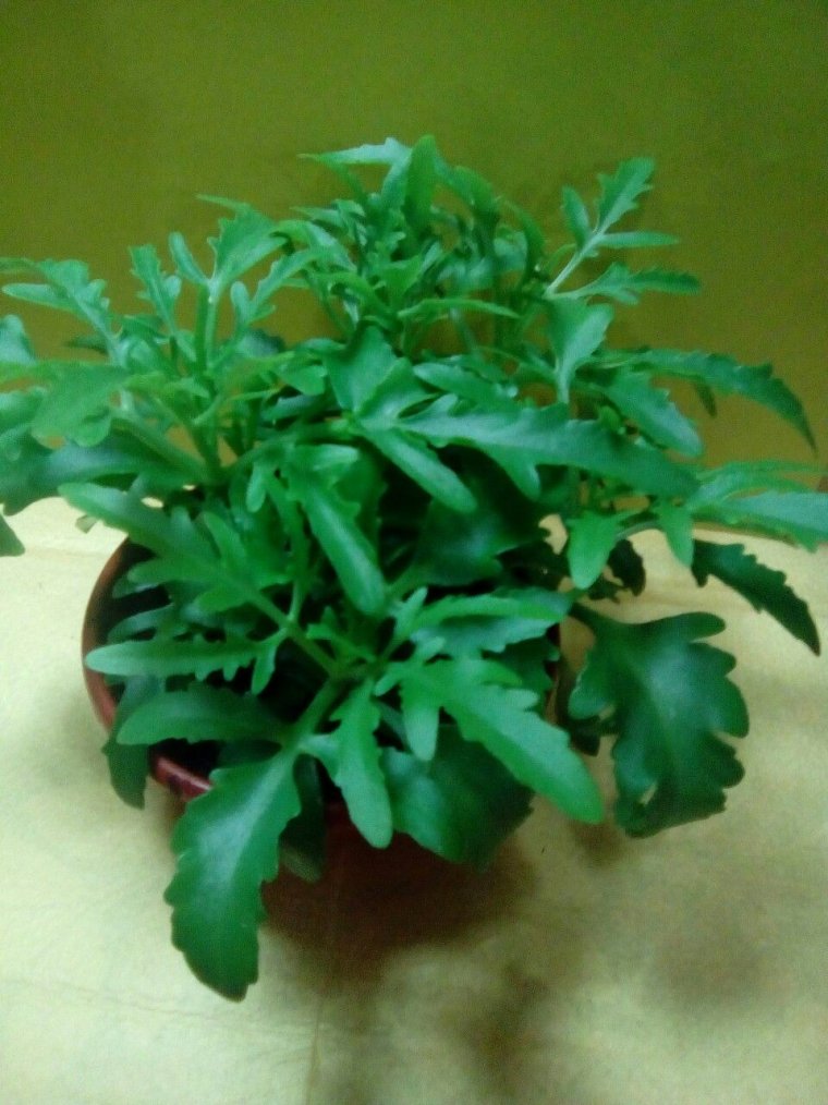 Молочай Оленьи рожки