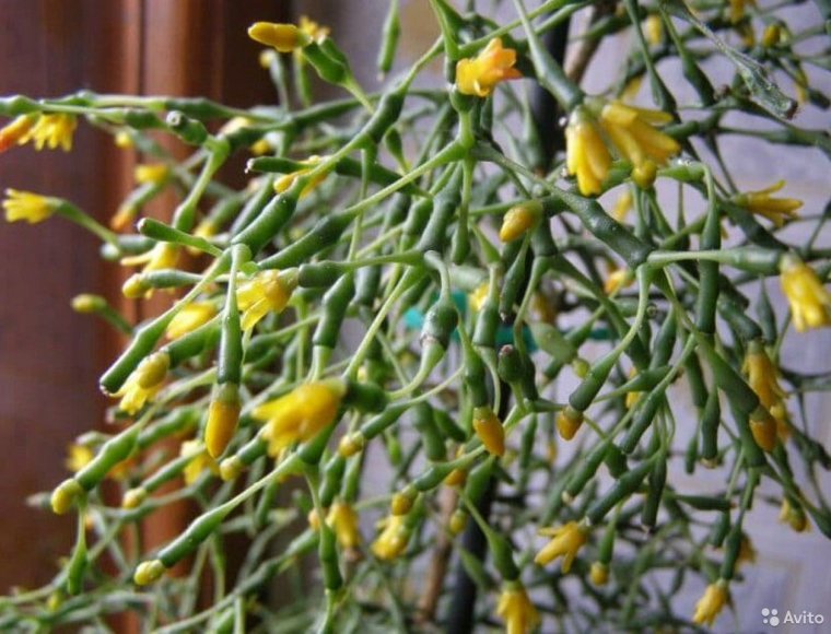 Хатиора солеросовая