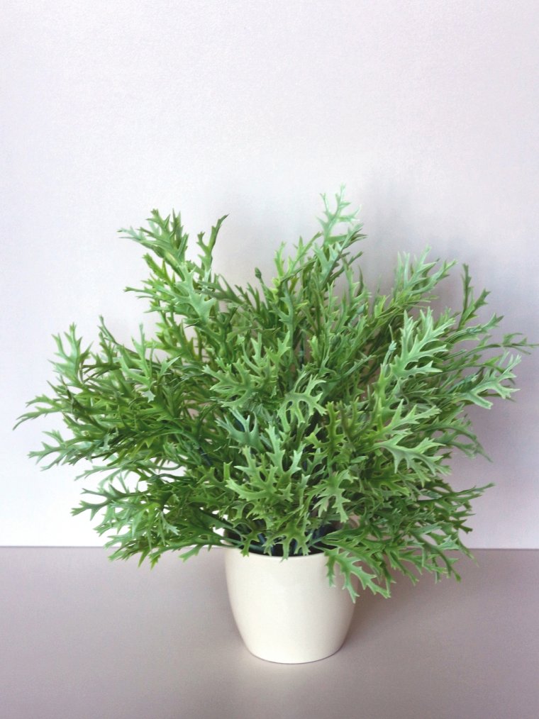 Оленьи рожки можжевельник