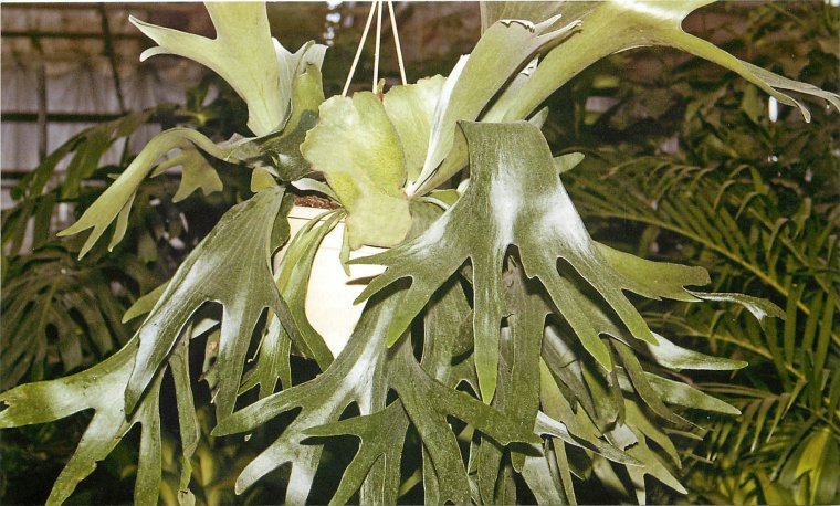 Платицериум Оленьи рога