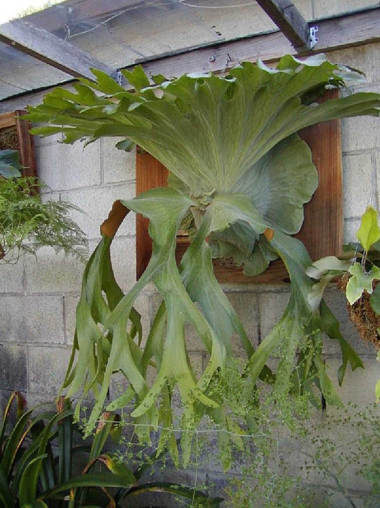 Папоротник Платицериум