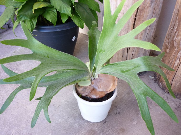 Суккулент Оленьи рожки