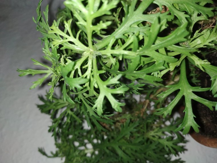 Растение Оленьи рожки