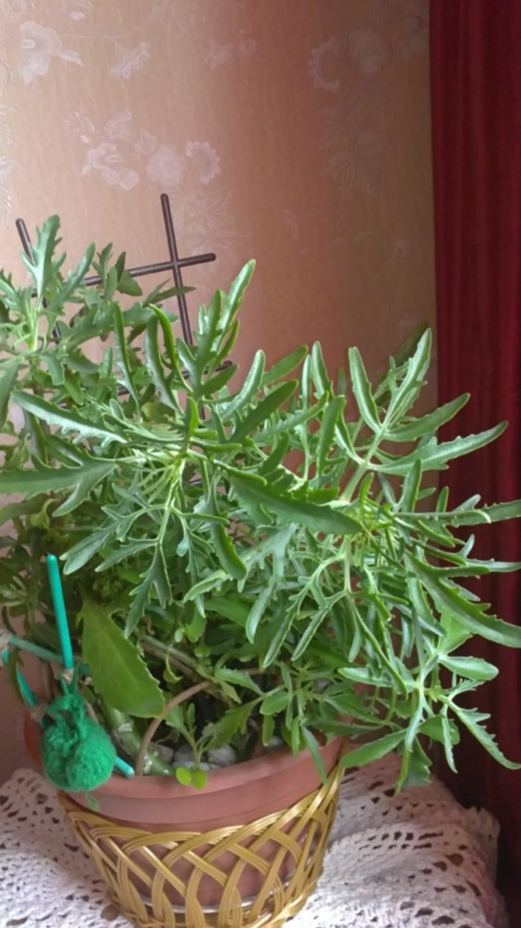 Молочай хатиора