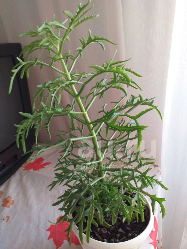 Каланхоэ Лациниата