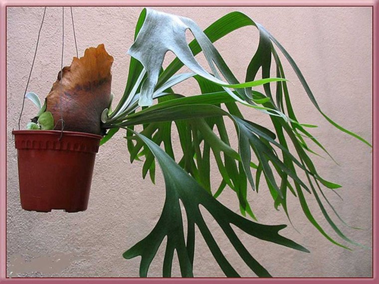 Платицериум Вейчи