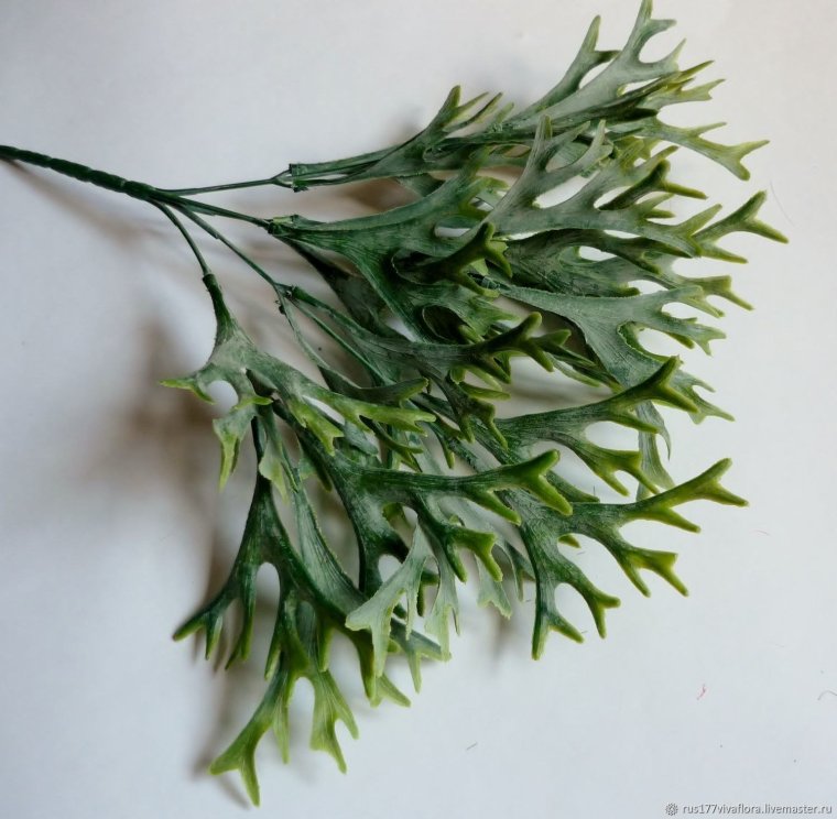 Оленьи рога цветок Платицериум