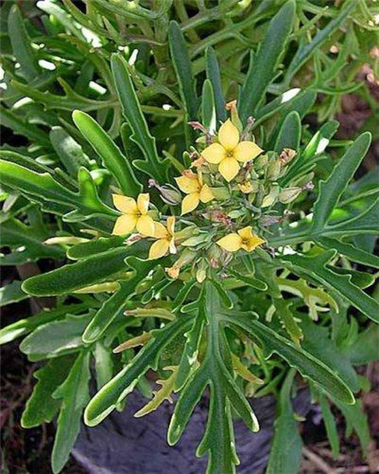 Каланхоэ Лациниата (Оленьи рога)