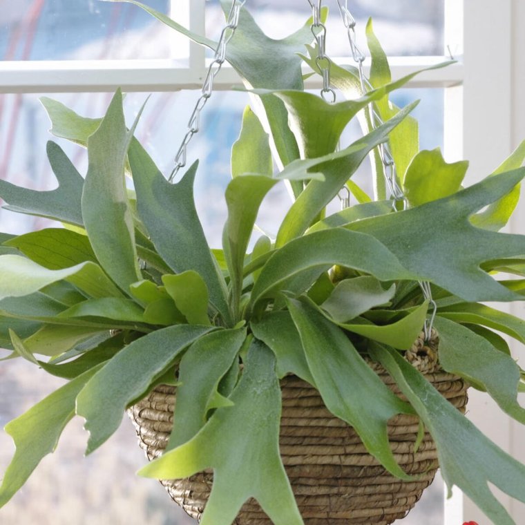 Платицериум бифурк.