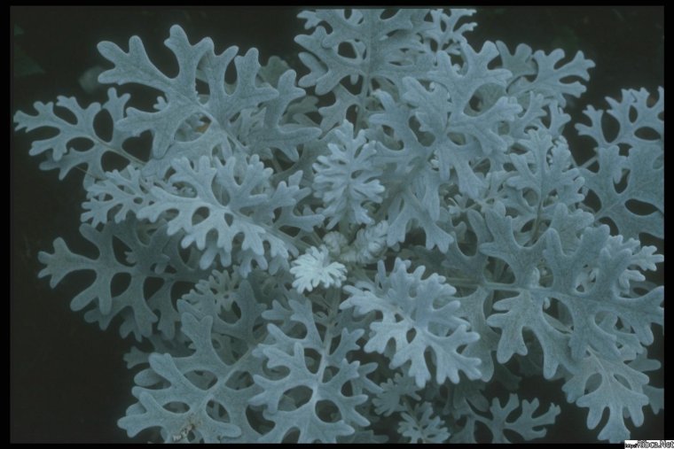 Cineraria maritima Dusty Miller