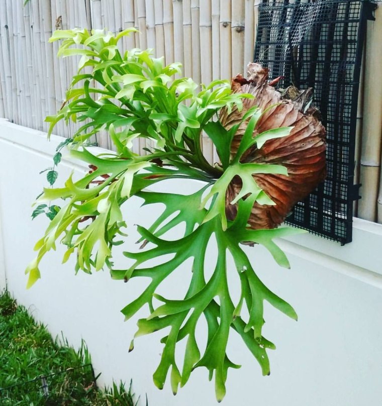 Платицериум вертикальное Озеленение