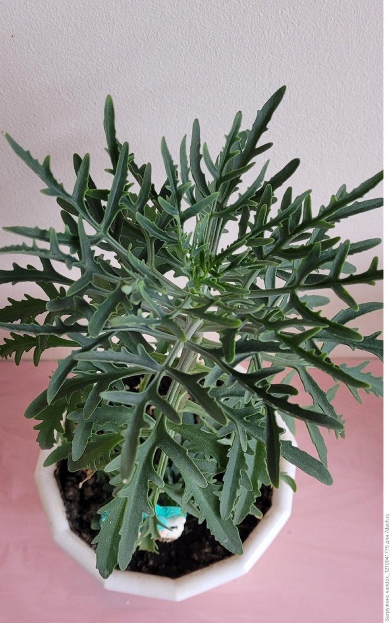 Каланхоэ Лациниата (Оленьи рога)