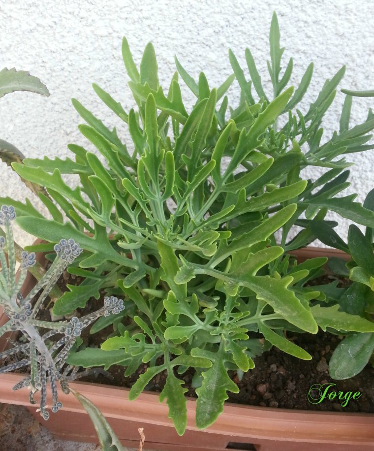 Оленьи рожки каланхоэ Лациниата