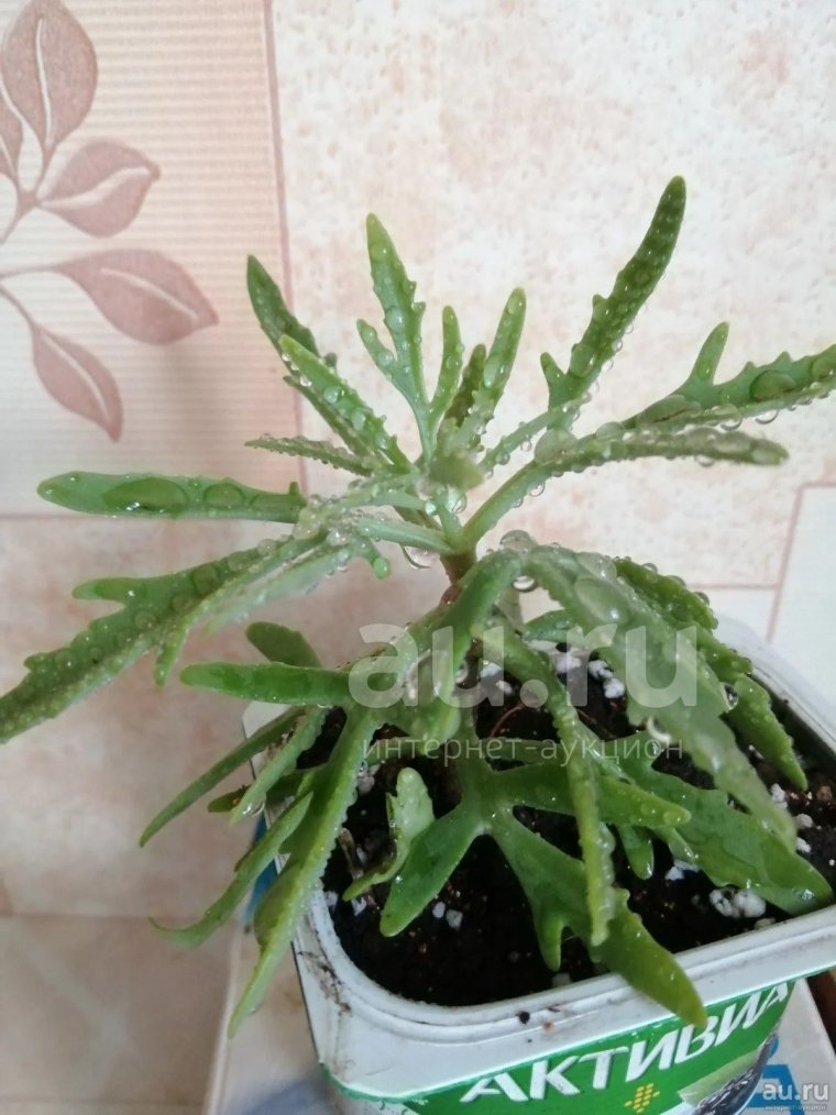 Молочай Оленьи рожки