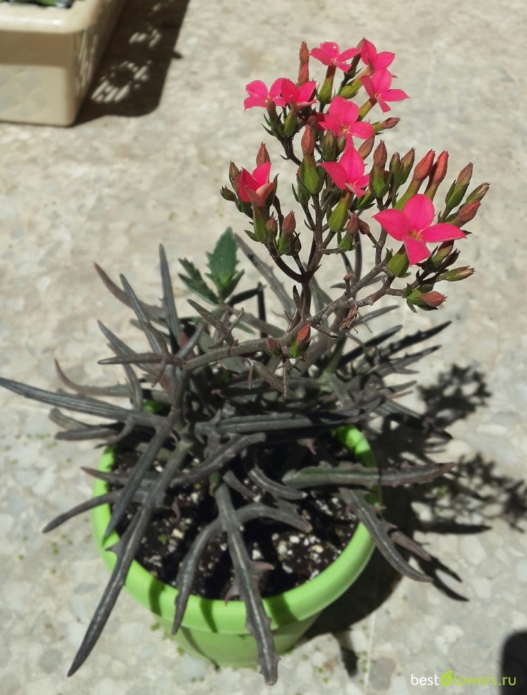 Каланхоэ Лациниата (Оленьи рога)