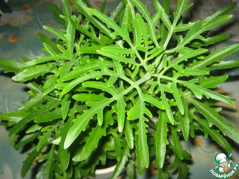 Молочай Оленьи рожки