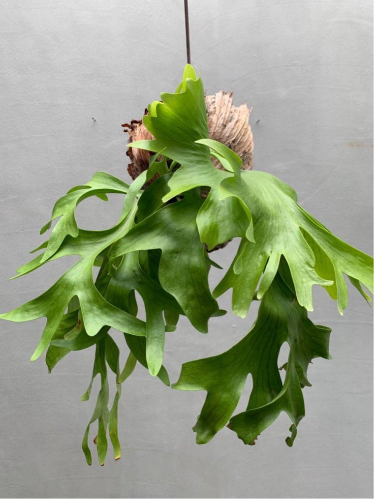 Платицериум оленерогий папоротник