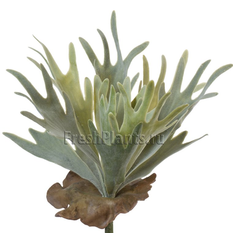 Стегхорн (Оленьи рога) куст ампельный