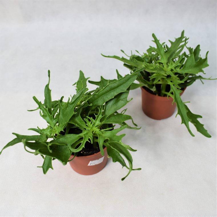 Каланхоэ Лациниата