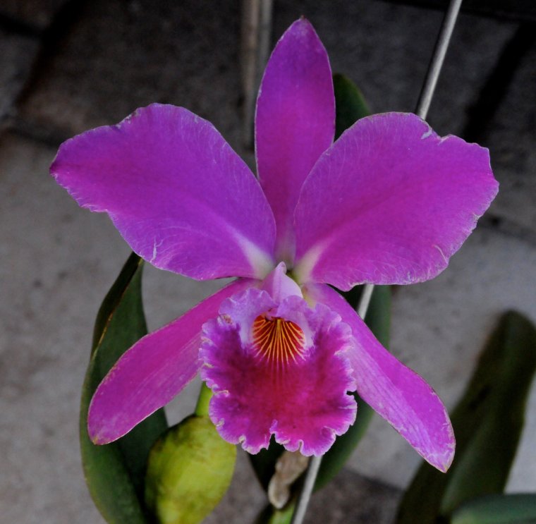 Каттлея jenmanii